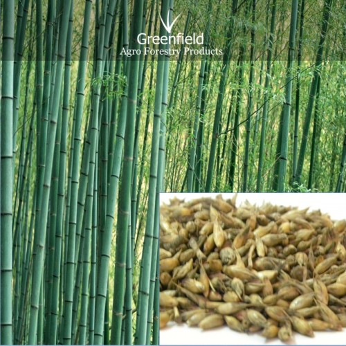Desi bamboo tree seeds ( dendrocalamus strictus )